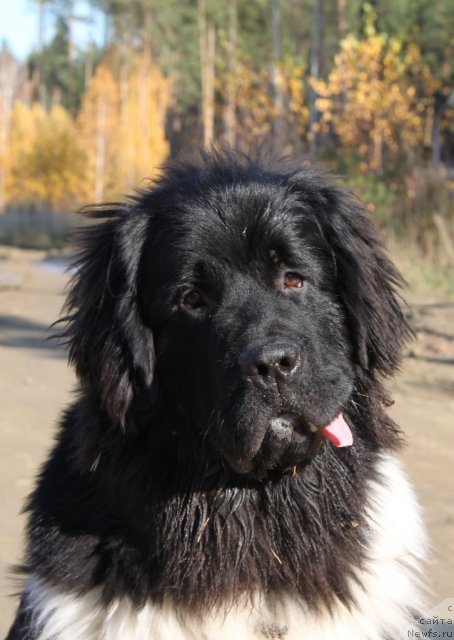 Фото: ньюфаундленд Супер Премиум Зиппи Сенсейшен