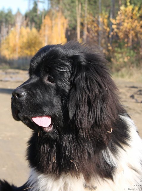 Фото: ньюфаундленд Супер Премиум Зиппи Сенсейшен