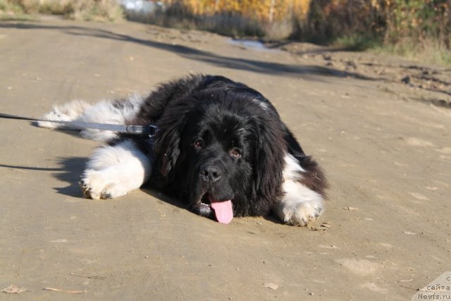 Фото: ньюфаундленд Супер Премиум Зиппи Сенсейшен