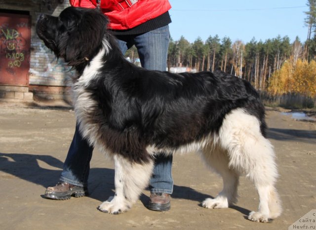 Фото: ньюфаундленд Супер Премиум Зиппи Сенсейшен