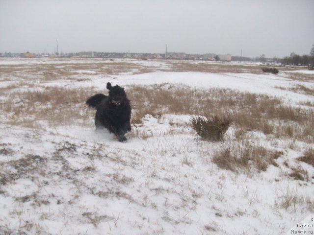 Фото: ньюфаундленд Ярада из Сибирской Глубинки (Yarada iz Sibirskoy Glubinki)