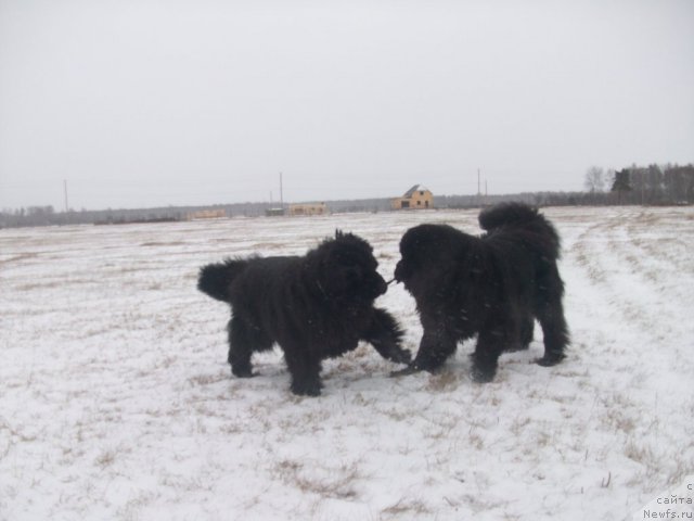 Фото: ньюфаундленд Ярада из Сибирской Глубинки (Yarada iz Sibirskoy Glubinki)