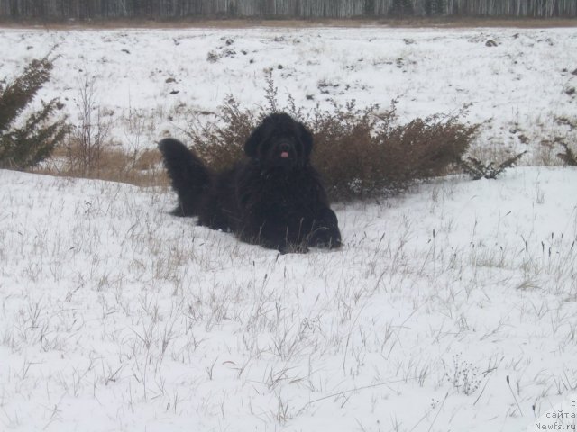 Фото: ньюфаундленд Ярада из Сибирской Глубинки (Yarada iz Sibirskoy Glubinki)
