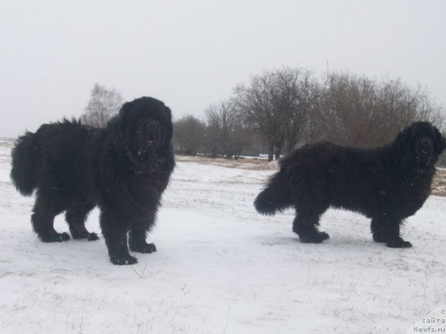 Фото: ньюфаундленд Ярада из Сибирской Глубинки (Yarada iz Sibirskoy Glubinki)