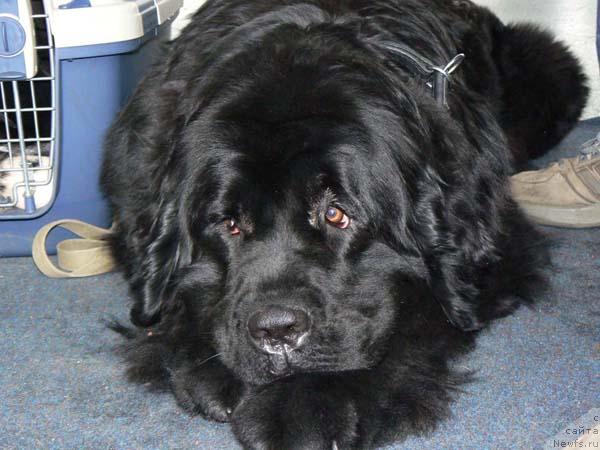 Фото: ньюфаундленд Берта (Berta)