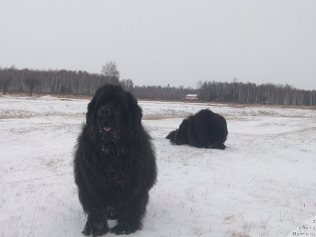 Фото: ньюфаундленд Ярада из Сибирской Глубинки (Yarada iz Sibirskoy Glubinki), ньюфаундленд Карат из Медвежьего Яра (Karat iz Medvejyego Yara)
