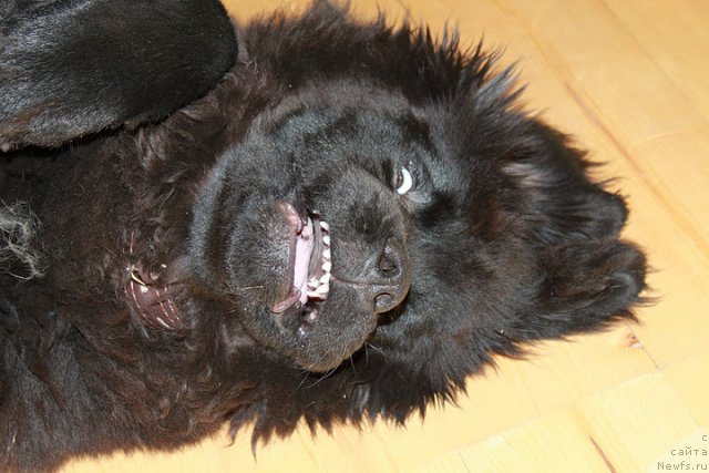 Фото: ньюфаундленд Сент Джонс Чингизхан