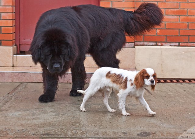 Фото: ньюфаундленд Потап Фидель, Ричард