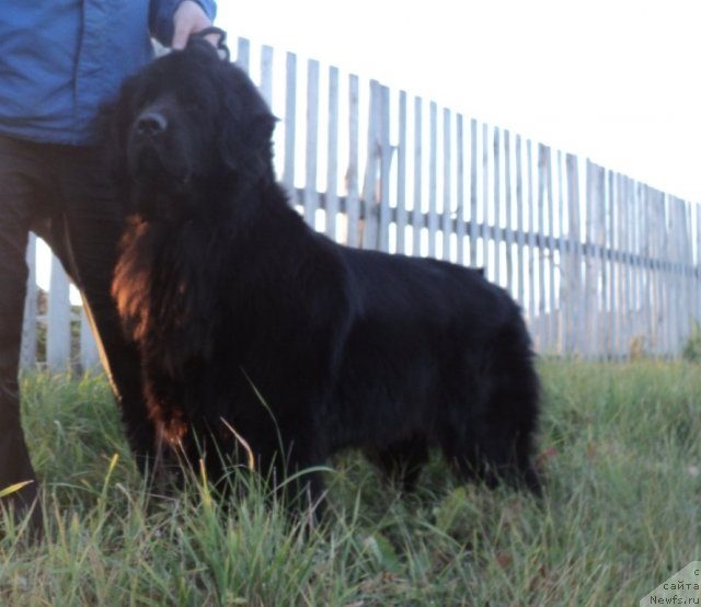 Фото: ньюфаундленд Колдовская Любовь