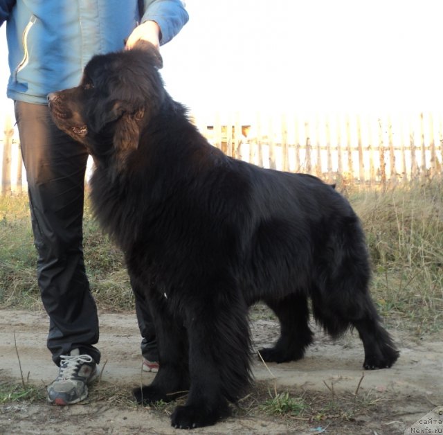 Фото: ньюфаундленд Колдовская Любовь