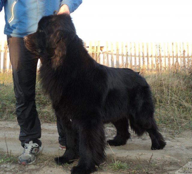 Фото: ньюфаундленд Колдовская Любовь