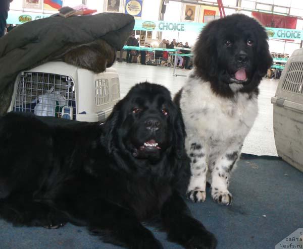 Фото: ньюфаундленд Берта (Berta), ньюфаундленд Восходящая Звезда (Voshodyashaya Zvezda)