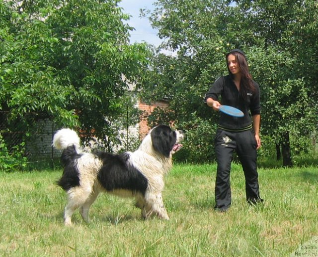 Фото: ньюфаундленд Ла Бель Мишель (La Belle Michaela)