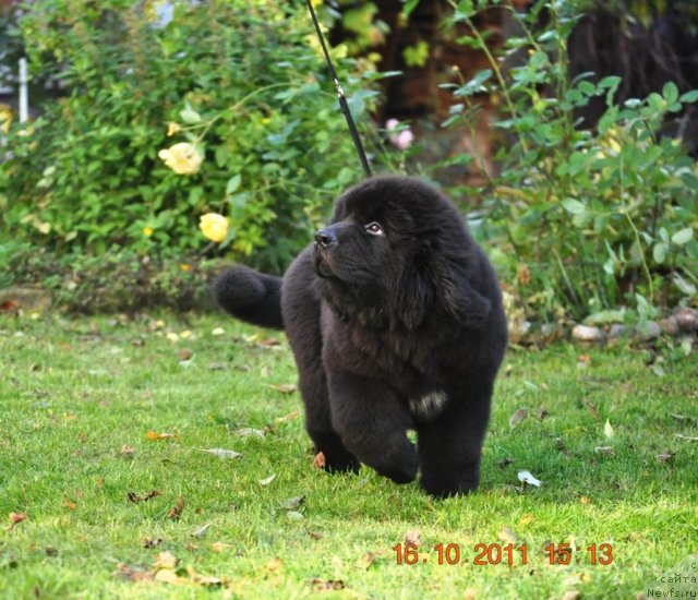Фото: ньюфаундленд Звездный Дар Афродита (Zvezdnij Dar Afrodita)
