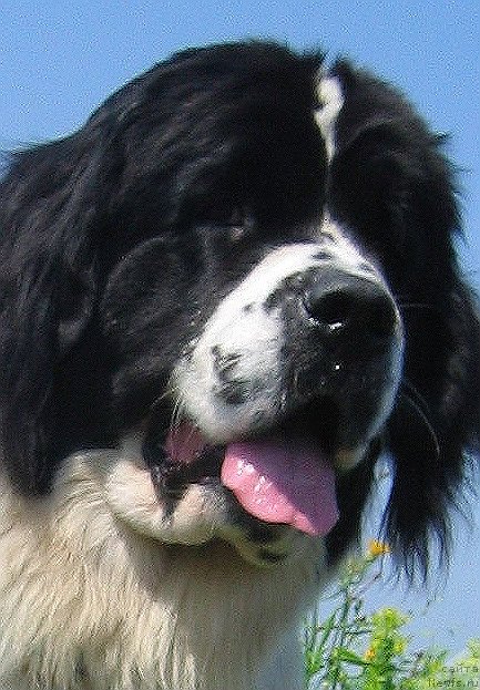 Фото: ньюфаундленд Ла Бель Мишель (La Belle Michaela)