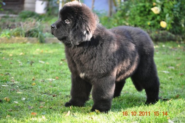 Фото: ньюфаундленд Звездный Дар Афродита (Zvezdnij Dar Afrodita)