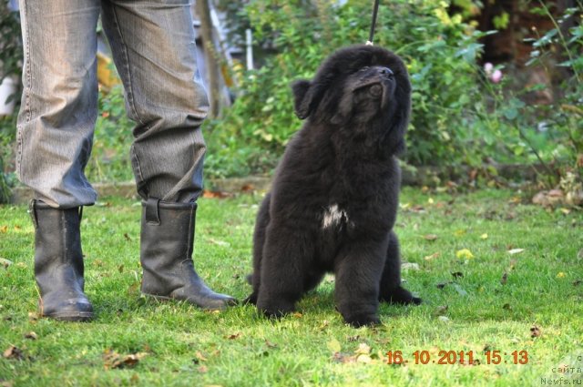 Фото: ньюфаундленд Звездный Дар Афродита (Zvezdnij Dar Afrodita)