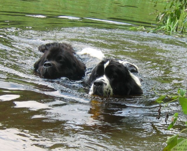 Фото: ньюфаундленд Бавария (Bavariya), ньюфаундленд Ла Бель Мишель (La Belle Michaela)