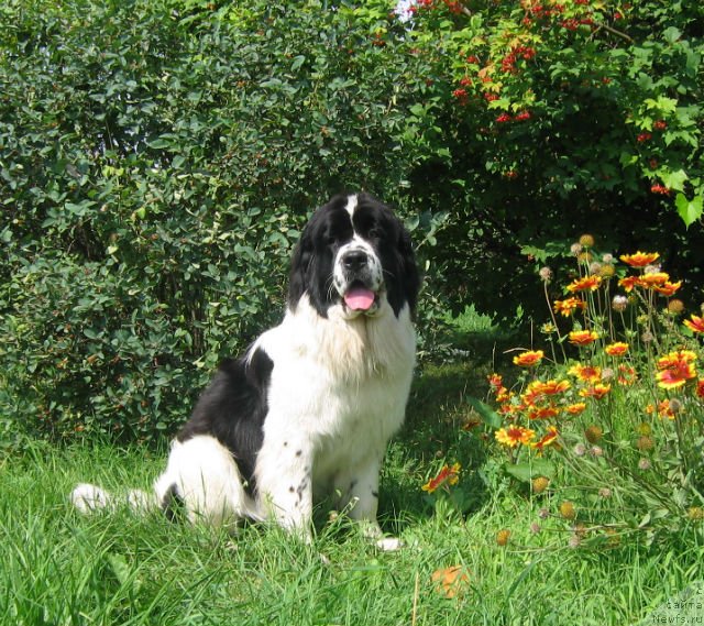 Фото: ньюфаундленд Ла Бель Мишель (La Belle Michaela)