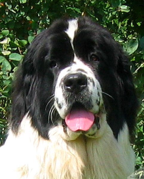 Фото: ньюфаундленд Ла Бель Мишель (La Belle Michaela)