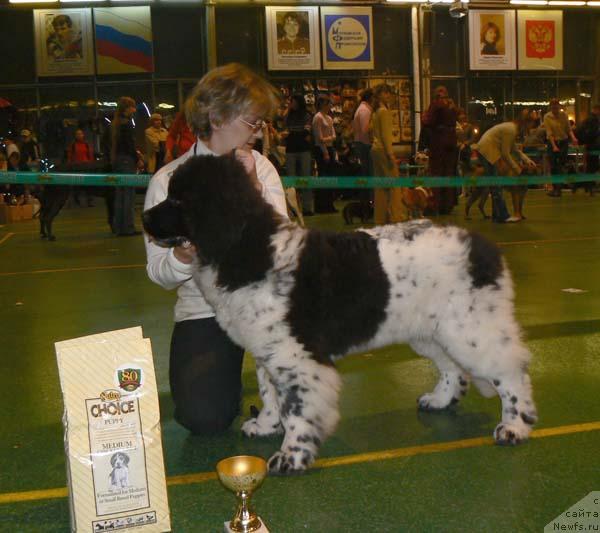 Фото: ньюфаундленд Восходящая Звезда (Voshodyashaya Zvezda)