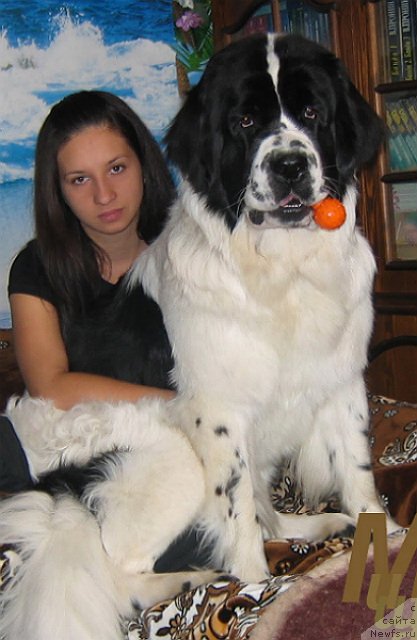 Фото: ньюфаундленд Ла Бель Мишель (La Belle Michaela)