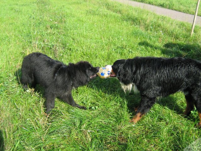 Фото: Питерньюф Эдельвейсс и Патрик Кэрлин Брайт из Царского Села