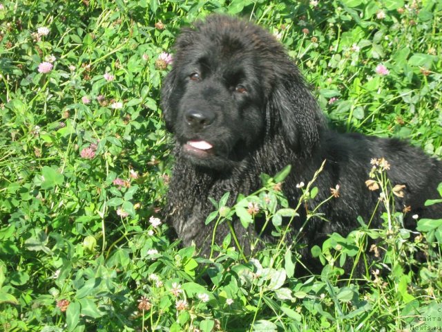 Фото: Питерньюф Едельвейсс