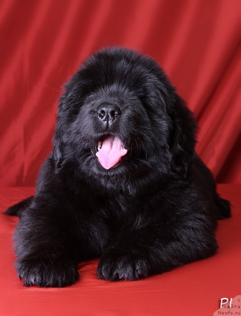 Фото: ньюфаундленд Вом Ватерфалл Лэнд Аю Даг (Vom Waterfall Land Ay Dag)