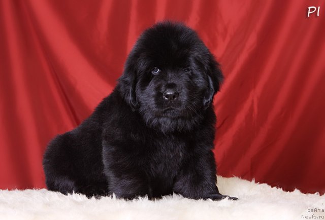 Фото: ньюфаундленд Вом Ватерфалл Лэнд Аю Даг (Vom Waterfall Land Ay Dag)