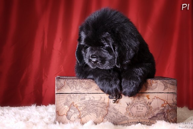 Фото: ньюфаундленд Вом Ватерфалл Лэнд Ай Тодор (Vom Waterfall Land Ay Todor)