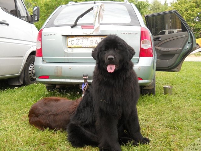 Фото: ньюфаундленд Фанньюф Альфелина Бледанс