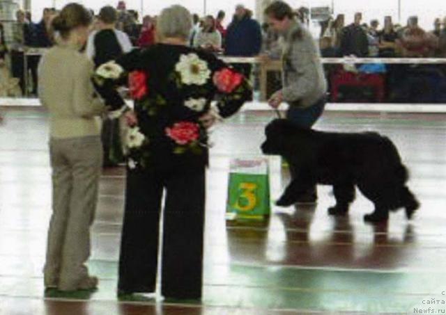 Фото: ньюфаундленд Берта (Berta)