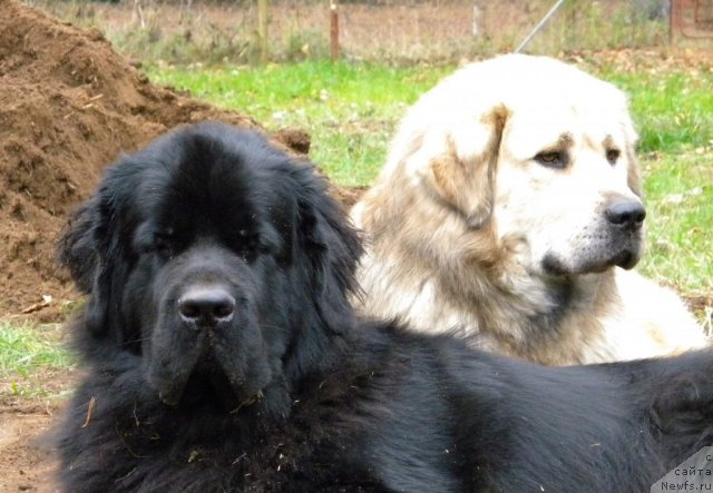 Фотография № 79513