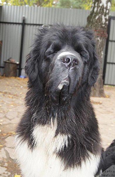 Фото: ньюфаундленд Супер Премиум Женева (Super Premium Zheneva)