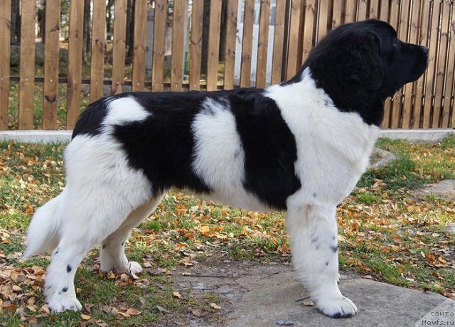 Фотография № 79521