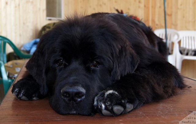 Фото: ньюфаундленд Жэрминаль Луи Филиппа