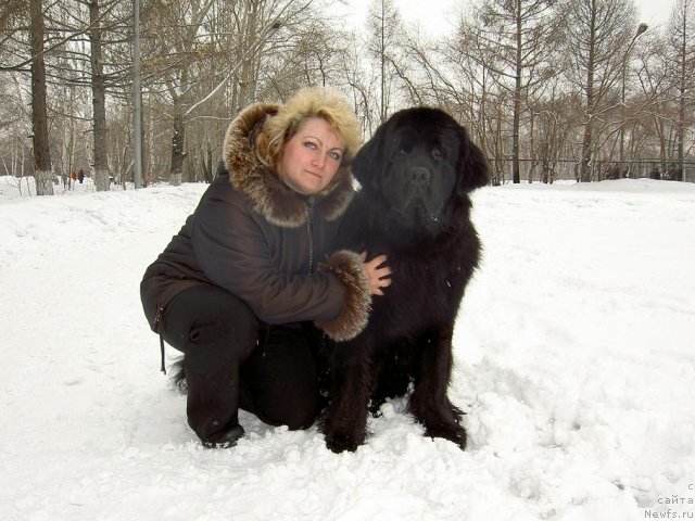 Фото: ньюфаундленд Царевич Империи Ньюф от Марлеон Дусвик, Татьяна Шайдук