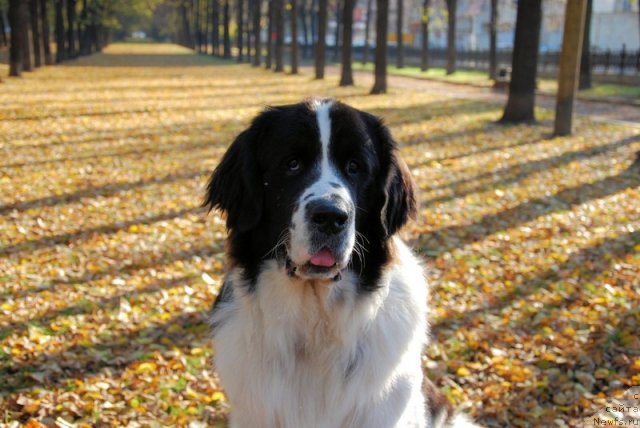 Фотография № 79529