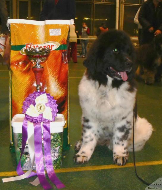 Фото: ньюфаундленд Восходящая Звезда (Voshodyashaya Zvezda)