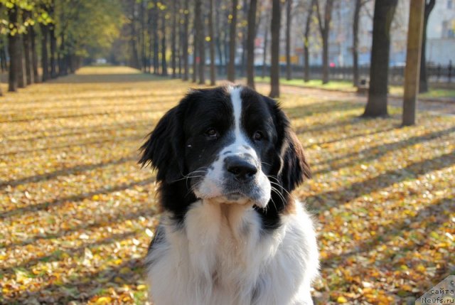 Фотография № 79530