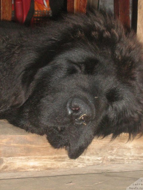 Фото: ньюфаундленд Питерньюф Едельвейсс