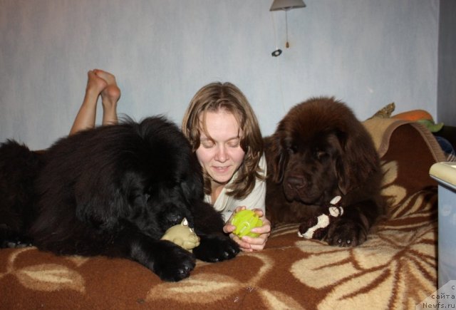 Фото: ньюфаундленд Чанси из Золотого Треугольника, Татьяна Розанова, ньюфаундленд Черный Шарм Ангельская Красота (Chernyi Sharm Angel'skaya Krasota)