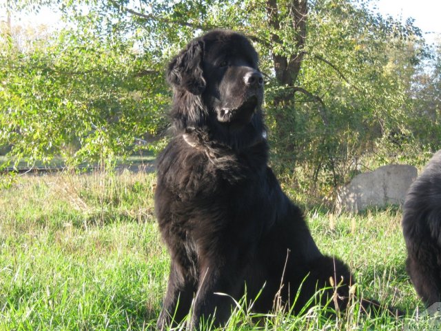 Фото: ньюфаундленд Арманьяк Души Моей