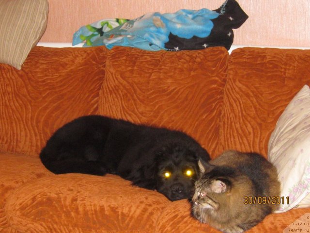 Фото: ньюфаундленд Сент Джонс Челенжер, кот ЛИСКА!!!