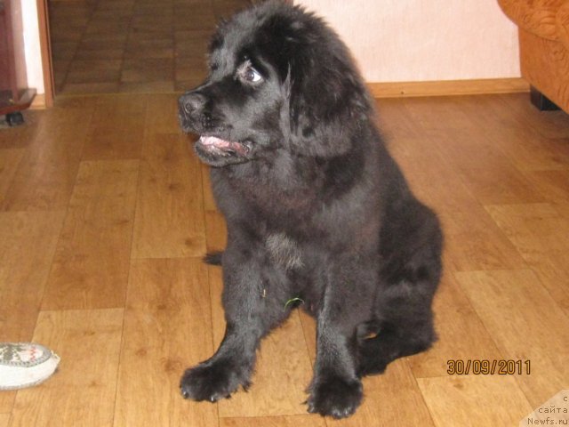 Фото: ньюфаундленд Сент Джонс Челенжер