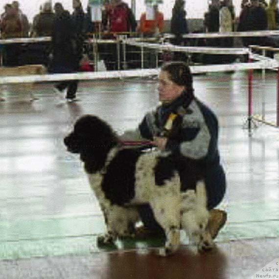 Фото: ньюфаундленд Восходящая Звезда (Voshodyashaya Zvezda)