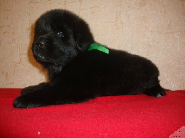 Фото: ньюфаундленд Корсар Коррадо