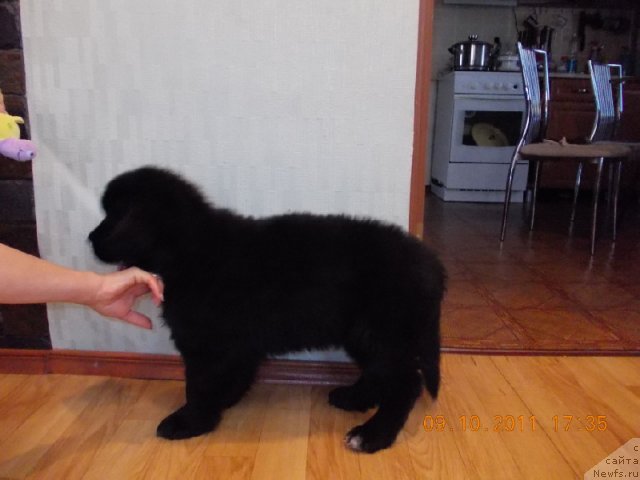 Фото: ньюфаундленд Клаус Блэк