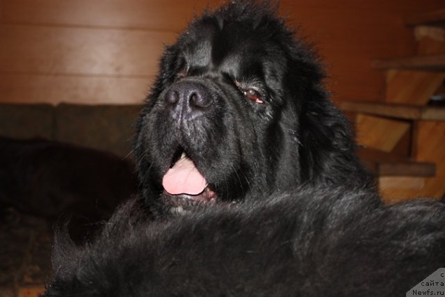 Фото: ньюфаундленд King of Helluland I'm Precious